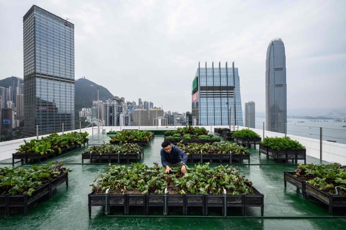 Rooftop crops: urban farms in Hong Kong – in pictures