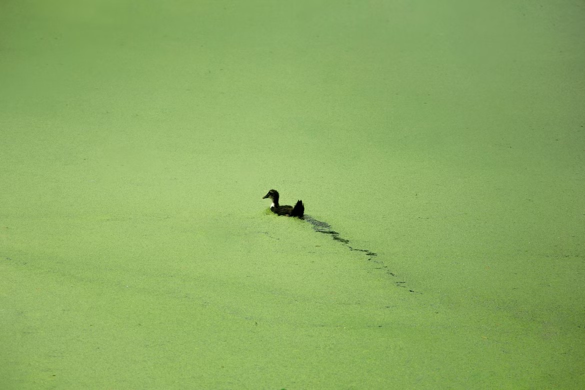 Eutrophication: the green tide threatening coastal cities and wetlands