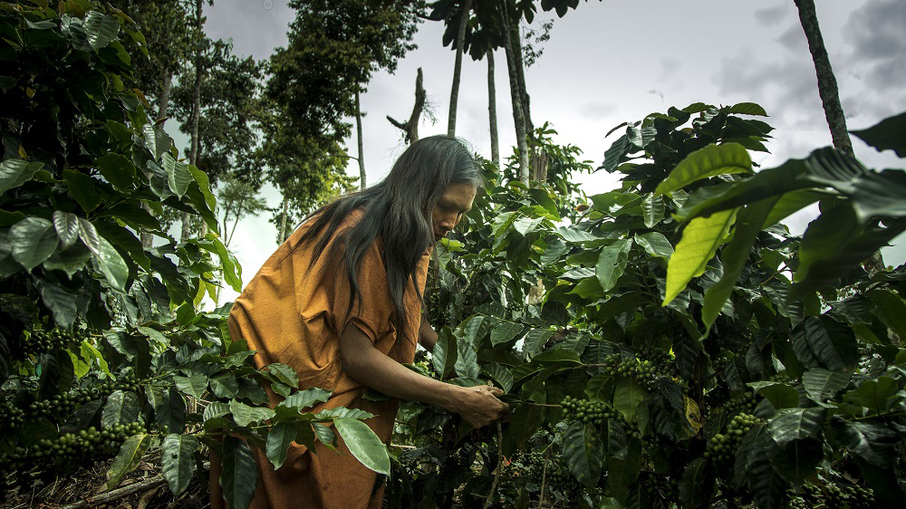 Content Pills #8: The role of indigenous women in the preservation and transmission of traditional knowledge