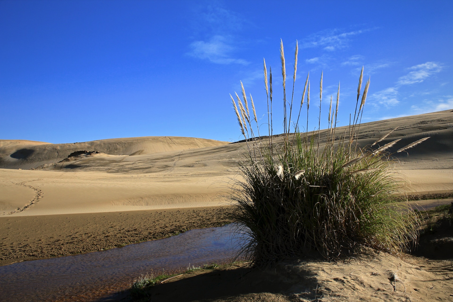 Tackling desertification: ways to reduce desertification and best reversal methods