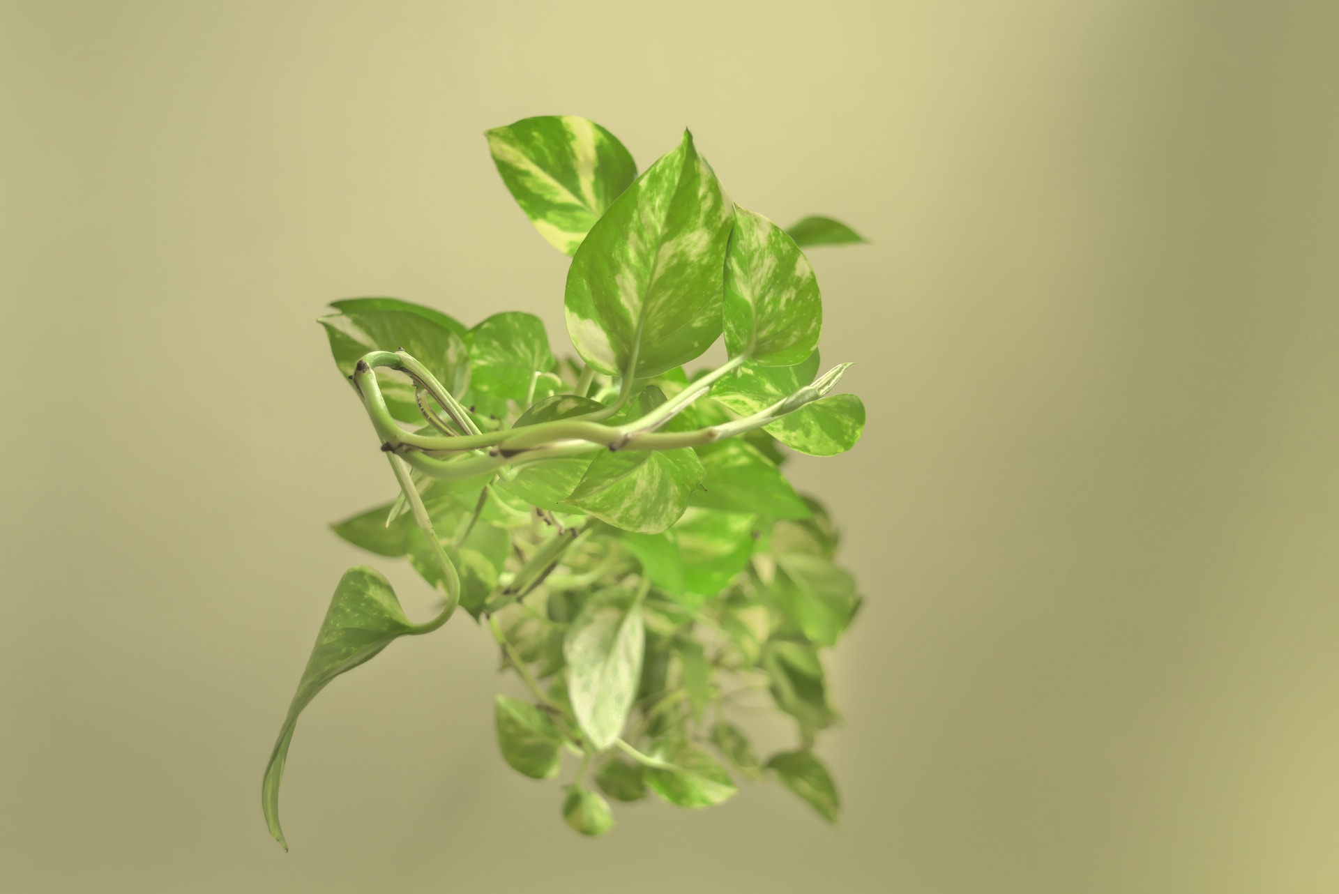 Genetically modified plants to clean the air in cities?