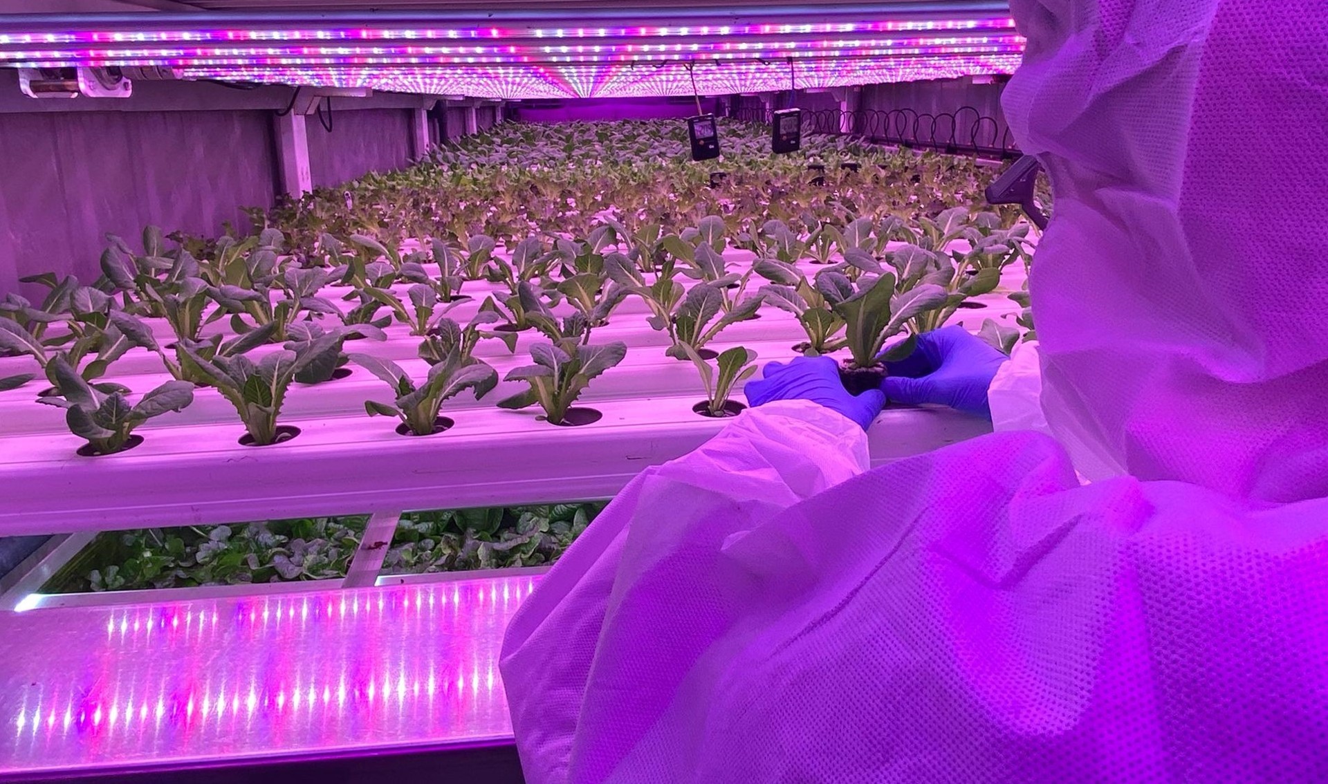 Urban agriculture: how to go from being a hobby to feeding cities